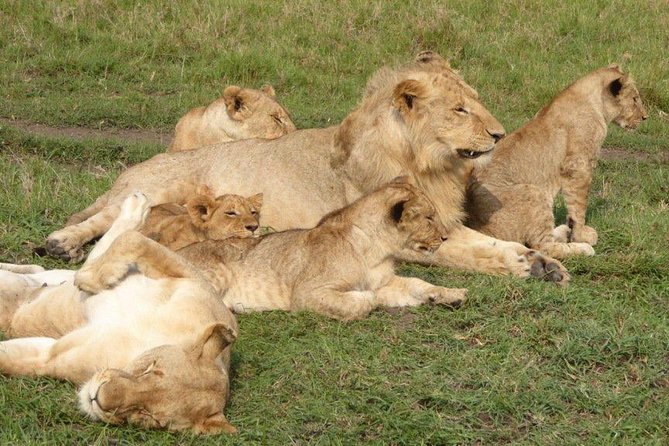 3 Days 2 Nights Masai Mara Budget Safari From Nairobi - Frequently Asked Questions
