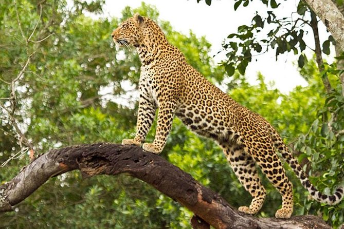 3 Days 2 Nights Masai Mara Budget Safari From Nairobi - The Sum Up