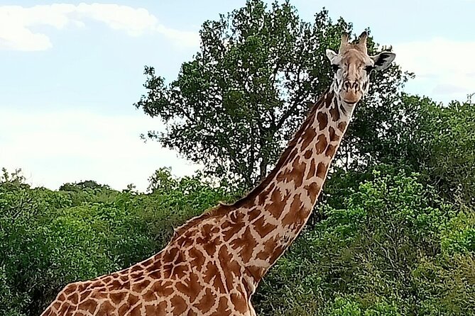 3 Days 2 Nights Masai Mara Joining Safari From Nairobi - Accommodation and Meals Included