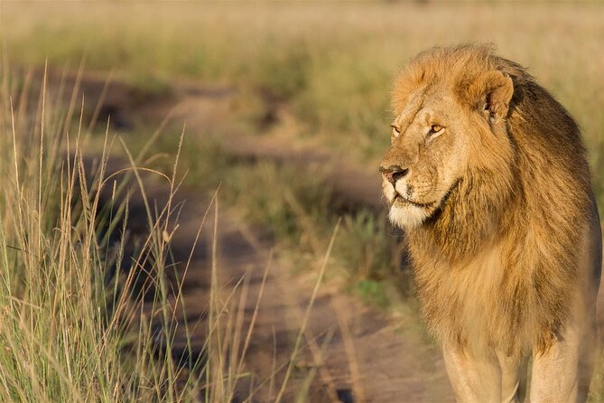 3 Days 2 Nights Masai Mara Joining Safari From Nairobi - Transportation and Group Size