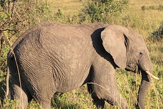 3 Days 2 Nights Masai Mara Joining Safari From Nairobi - Cancellation Policy and Confirmation