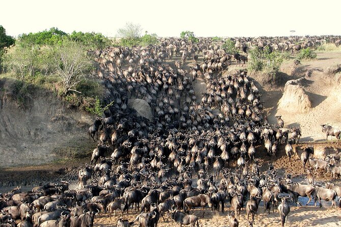 3 Days 2 Nights Masai Mara Joining Safari From Nairobi - Participant Eligibility and Booking Process