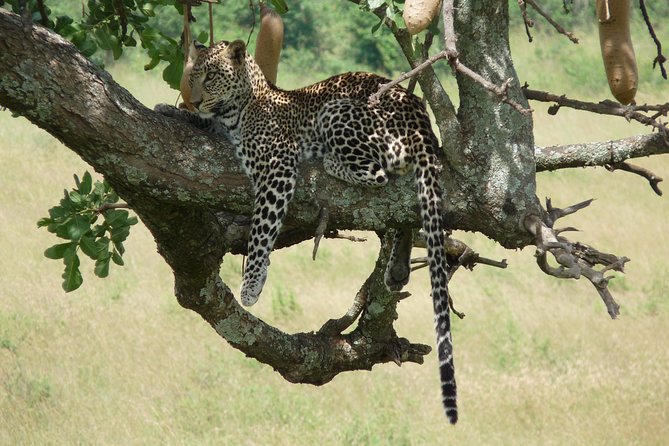 3 Days 2 Nights Masai Mara Mid-Range 4 X 4 Jeep Safari - The Sum Up