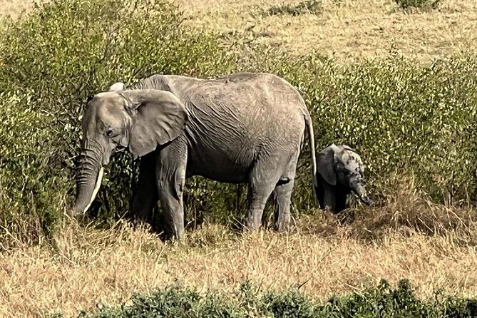 3 Days, 2 Nights Masai Mara Road Package - Pricing Details and Reviews