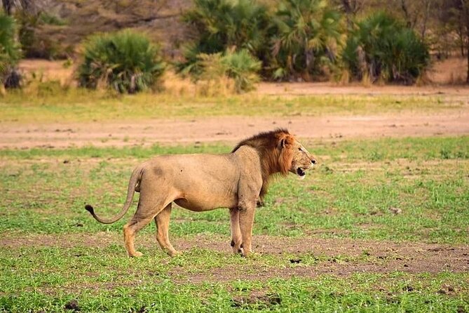 3 Days 2 Nights Mikumi National Park From Dar Es Salaam Road Trip - Itinerary Highlights