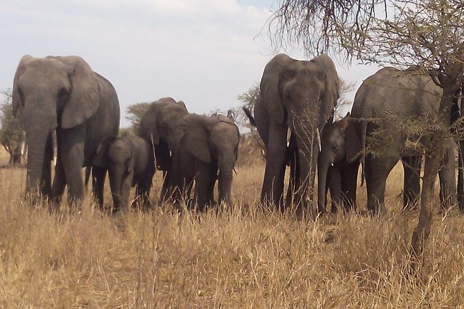 3 Days 2 Nights Ngorongoro, Manyara & Tarangire National Park Camping - Frequently Asked Questions