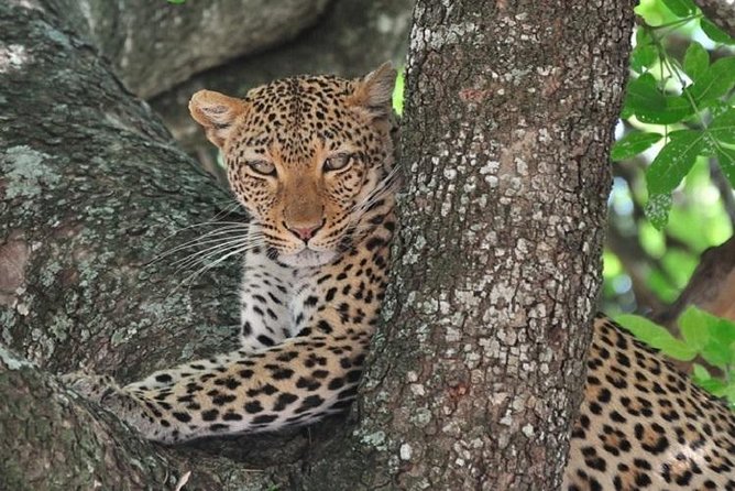 3 Days 2 Nights Nyerere National Park (Selous Game Reserve Safaris-Tanzania) - Good To Know