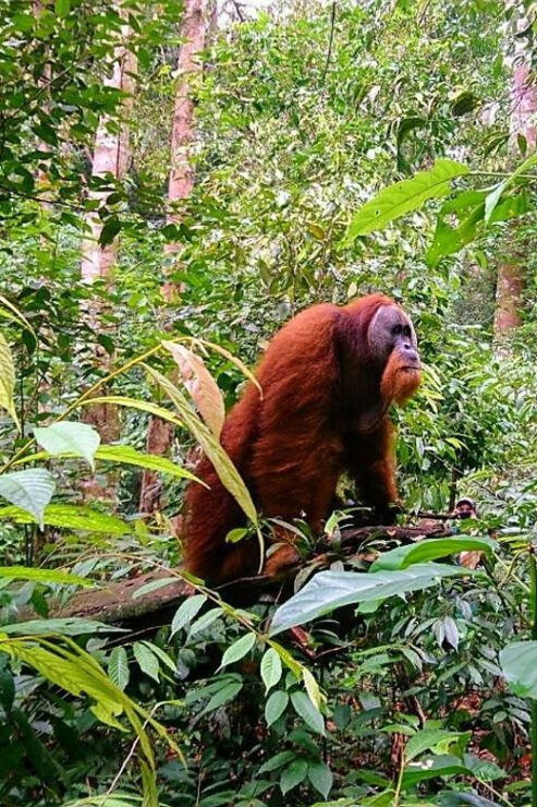 3 Days 2 Nights Orangutan Trek Bukit Lawang - Key Points