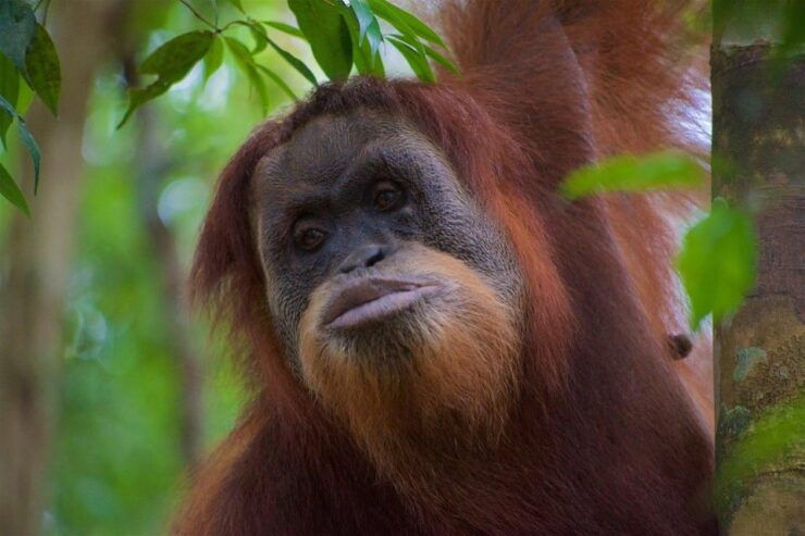 3 Days 2 Nights Orangutan Trek Bukit Lawang - Experience Highlights