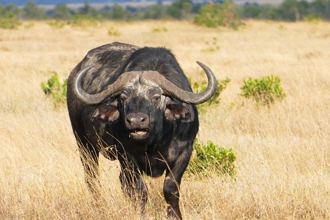 3 Days 2 Nights Private Masai Mara Safari - Good To Know