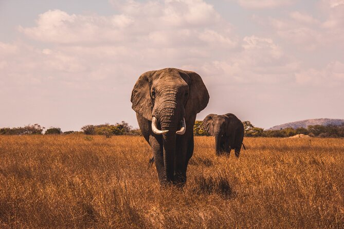 3 Days 2 Nights Safari Adventure in Nairobi - Safari Activities