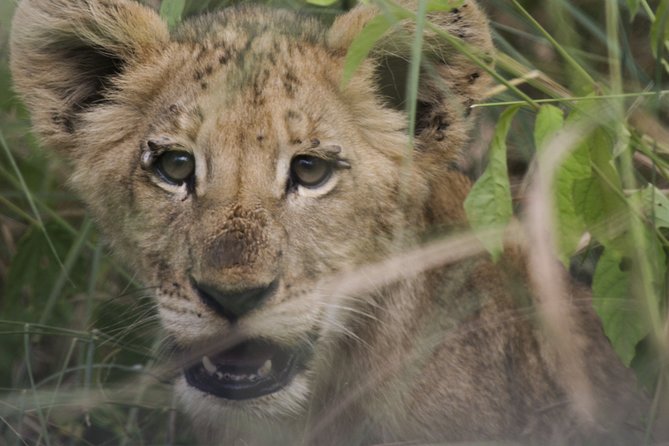 3-Days 2-nights Tanzania Private Budget Camping Safari - Booking and Reservation Details