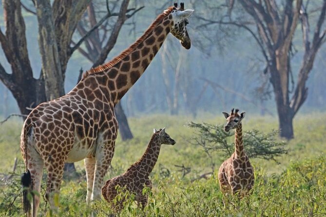 3 Days 2 Nights Tsavo East , Saltlick Sgr Safari Package (MINIMUM 2 PAX) - Tour Information