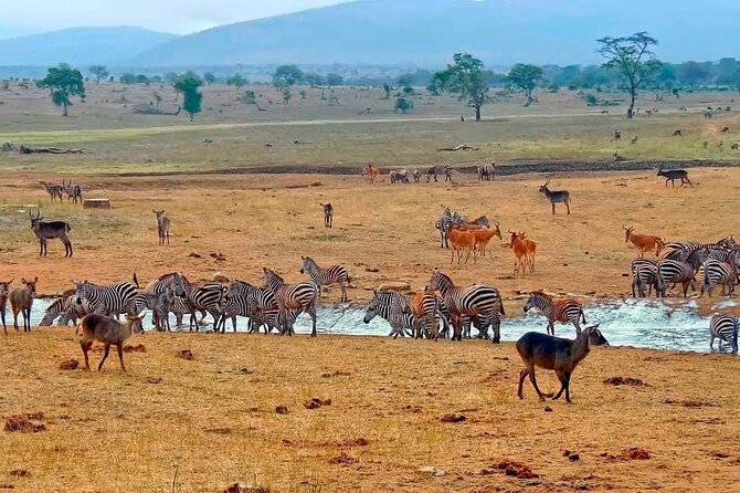 3 Days 2 Nights Tsavo East , Saltlick Sgr Safari Package (MINIMUM 2 PAX) - Cancellation Policy