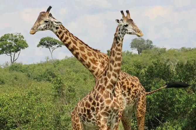 3 Days & 2 Nights Tsavo East & West National Park Safari Tour - Pickup Details