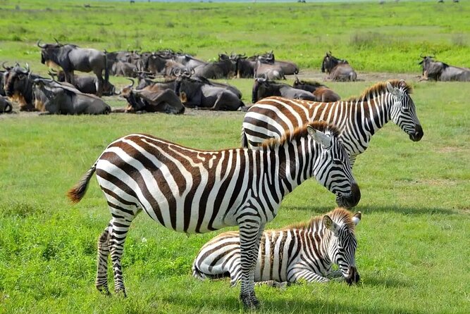 3 Days & 2 Nights Tsavo East & West National Park Safari Tour - Safari Experience