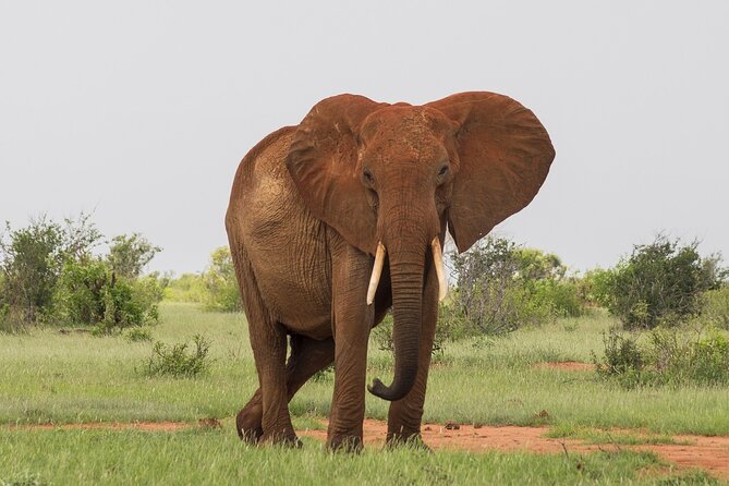 3 Days 2 Nights Tsavo West Ziwani Camp With Night Game Drive - Booking Details