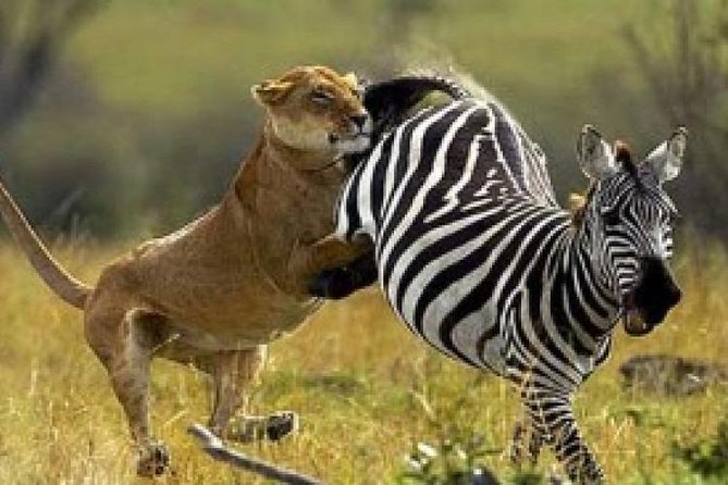 3 Days 2 Nights Wildebeest Migration on a Budget - What To Expect