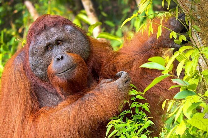 3 Days 2 Nights Wildlife Tanjung Puting - Good To Know