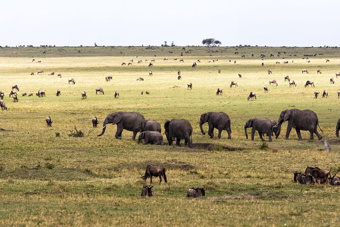 3 Days 8th Wonder of the World With Maasai Mara Great Tour - What to Expect