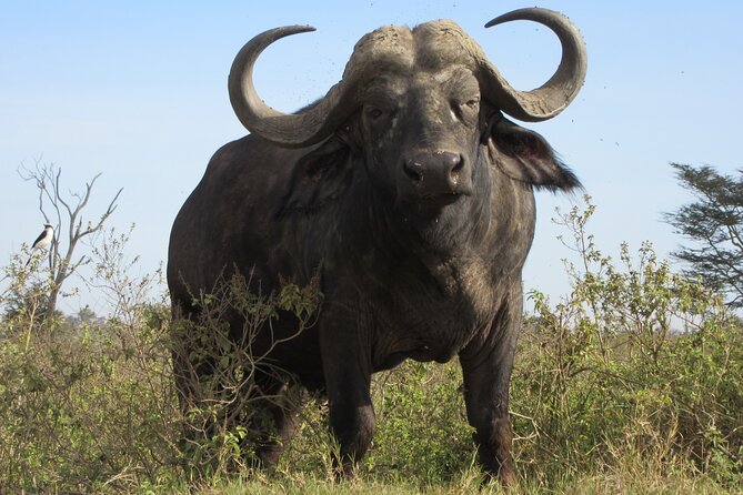 3 Days 8th Wonder of the World With Maasai Mara Great Tour - Pricing and Availability