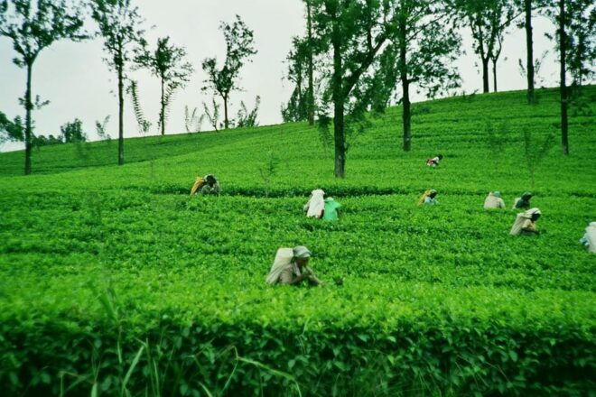 3 Days All Inclusive Kandy Nuwara-Eliya Tour From Colombo - Transportation Details