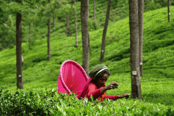 3 Days All Inclusive Kandy Nuwara-Eliya Tour From Colombo - Scenic Highlights