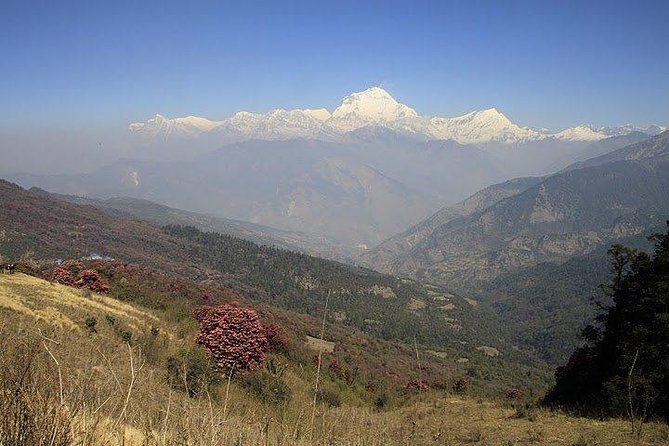 3 Days Amazing Ghandruk Trek From Pokhara Nepal - Pickup Information and Pricing