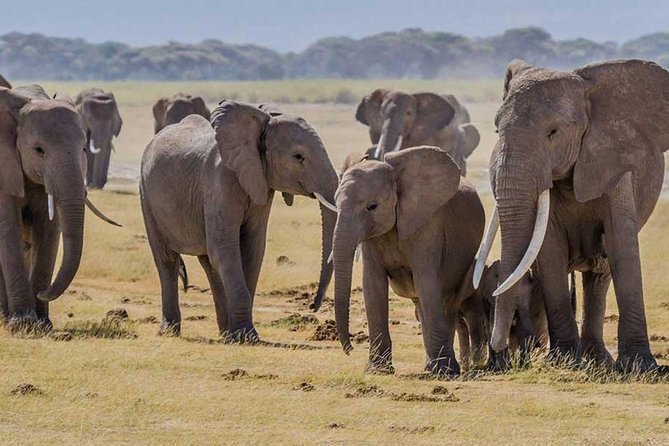 3 Days Amboseli, Land of Kilimanjaro - Inclusions and Amenities