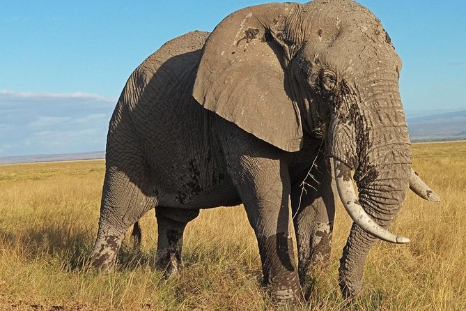 3 Days Amboseli National Park - Safari Experience Highlights