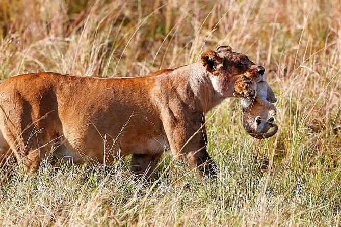 3 Days Amboseli National Park Safari - Good To Know