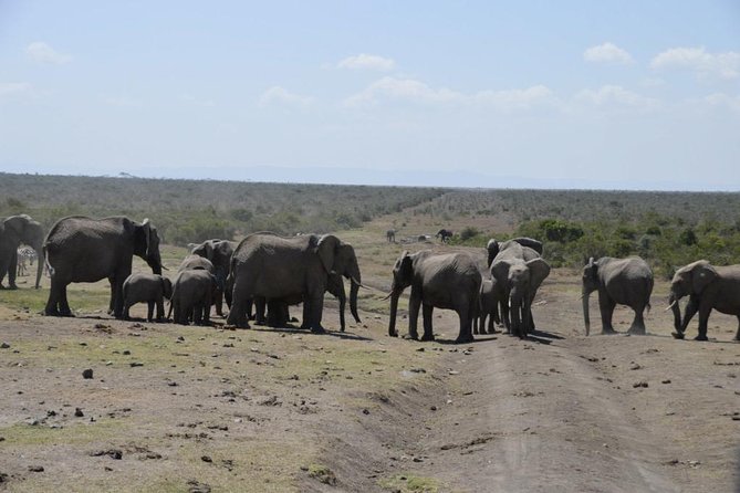 3 Days Amboseli National Park Safari - Transportation Logistics