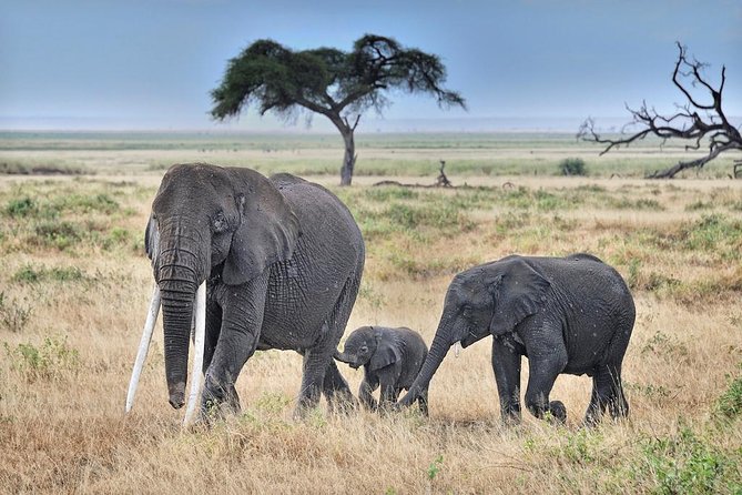 3 Days Amboseli National Park Safari - Booking and Confirmation Process