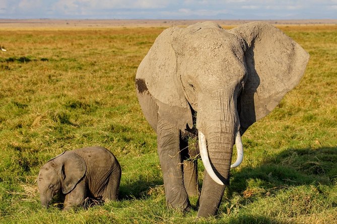 3 Days Amboseli National Park Safari - Wildlife Viewing Opportunities