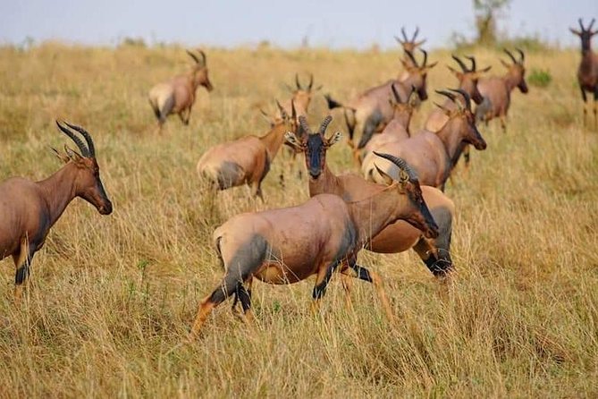 3 Days Amboseli National Park Safari - Frequently Asked Questions