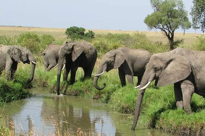 3 Days and 2 Nights Private Safari Tour To MasaiMara - Pickup and Logistics