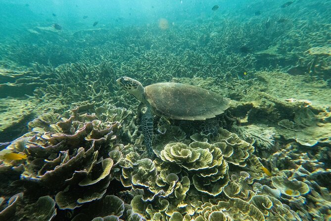3 Days and 2 Nights Tioman Tour Package From Singapore - Pricing and Booking Details