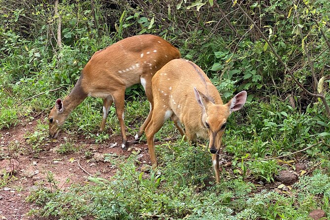 3-Days Arusha National Park-Tarangire Park - Ngorongoro Crater - Tour Operator Details