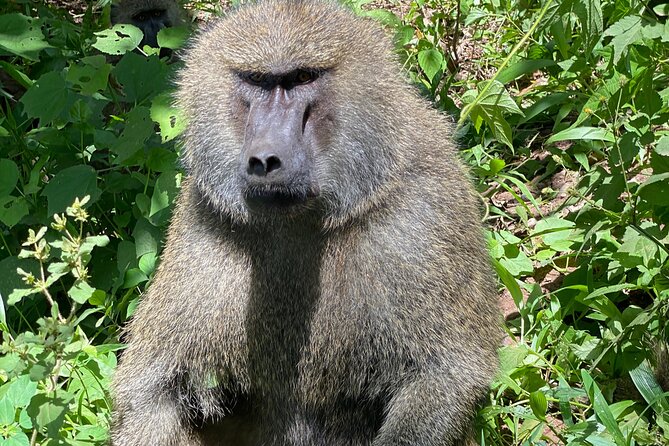 3-Days Arusha National Park-Tarangire Park - Ngorongoro Crater - Cancellation Policy