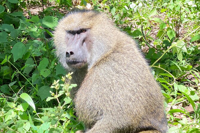 3-Days Arusha National Park-Tarangire Park - Ngorongoro Crater - Customer Reviews