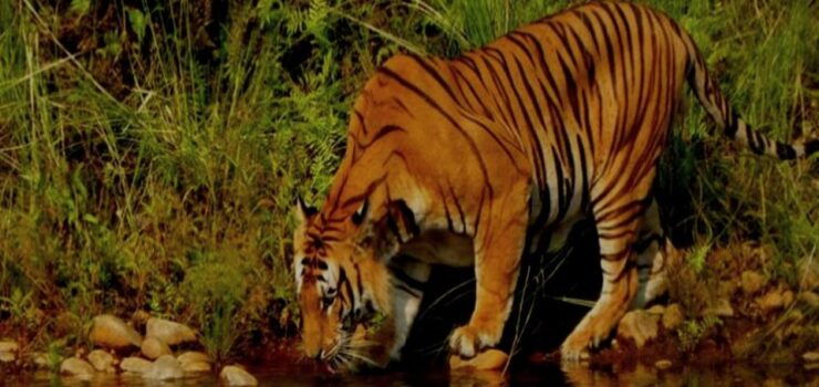 3 Days Bardiya Jungle Safari Tour From Kathmandu - Itinerary for the 3-Day Bardiya Jungle Safari Tour
