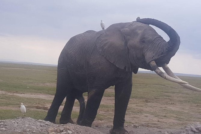 3 Days Best of Maasai Mara Budget Safari - Frequently Asked Questions