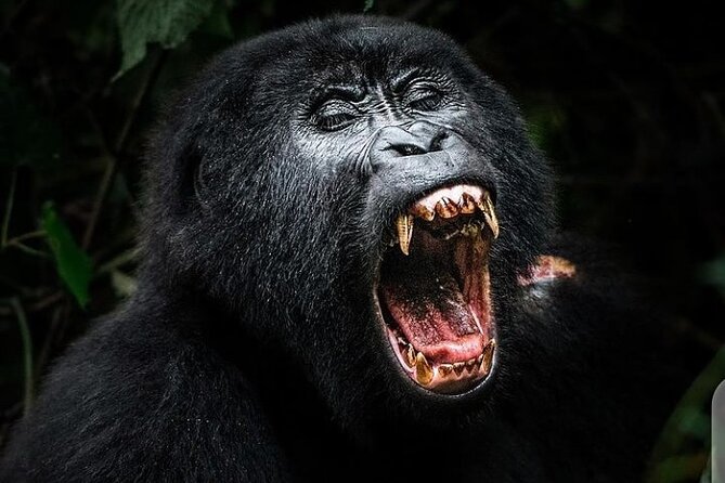 3 Days Best of Queen Elizabeth National Park Wildlife Tour - Frequently Asked Questions