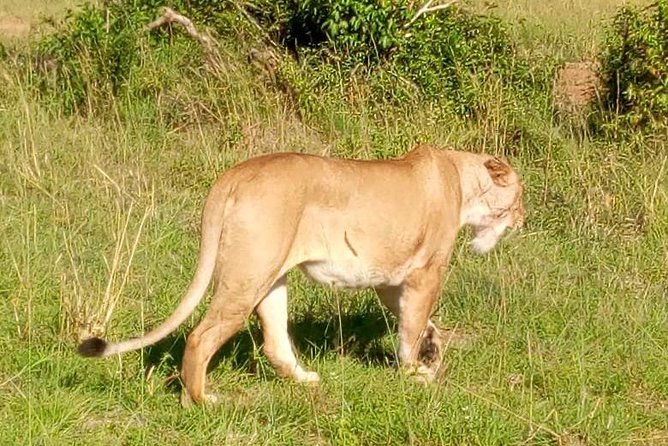 3 Days Budget Breathtaking Safari in Maasai Mara, Kenya - Itinerary Overview