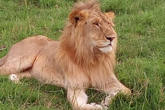 3 Days Budget Breathtaking Safari in Maasai Mara, Kenya - Important Logistics