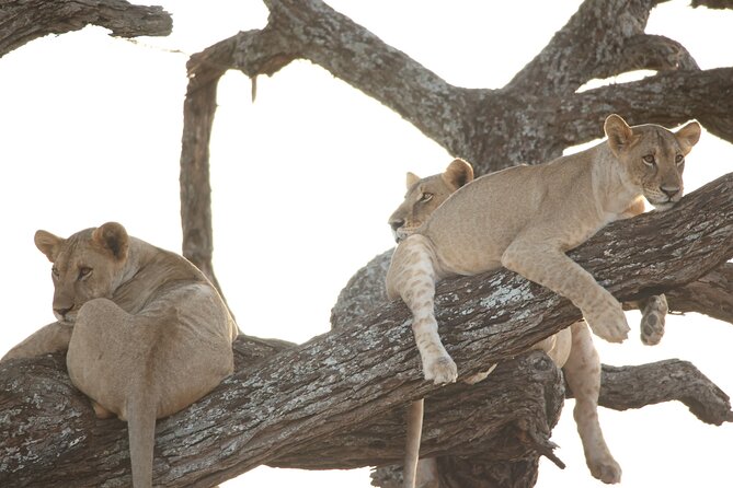 3 Days Budget Camping Safari to Serengeti and Ngorongoro Crater - Booking Information