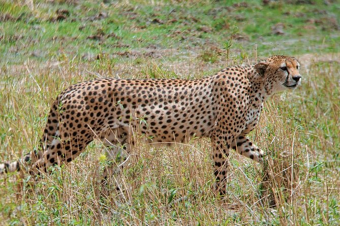 3 Days Budget Camping Safari to Serengeti and Ngorongoro Crater - Frequently Asked Questions