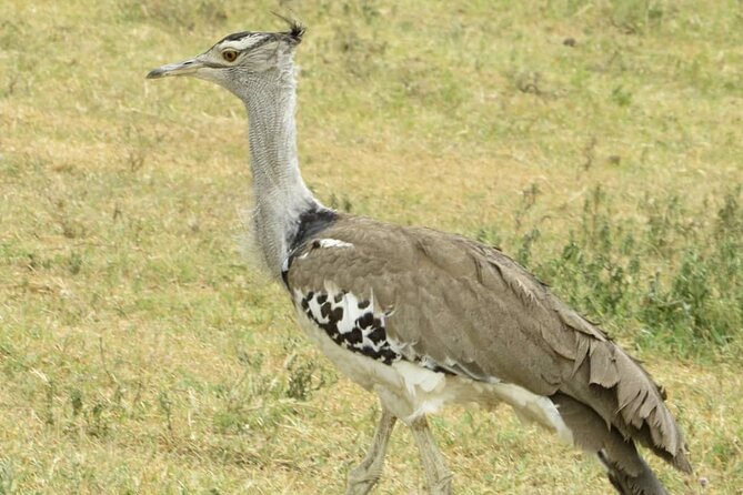 3 Days Budget Mid Range Safari Tour Tanzania - Transportation Logistics