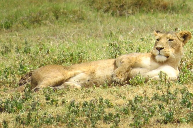 3 Days Budget Mid Range Safari Tour Tanzania - Meals and Activities Included