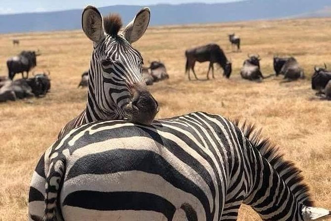 3 Days Budget Mid Range Safari Tour Tanzania - Booking and Cancellation Policies